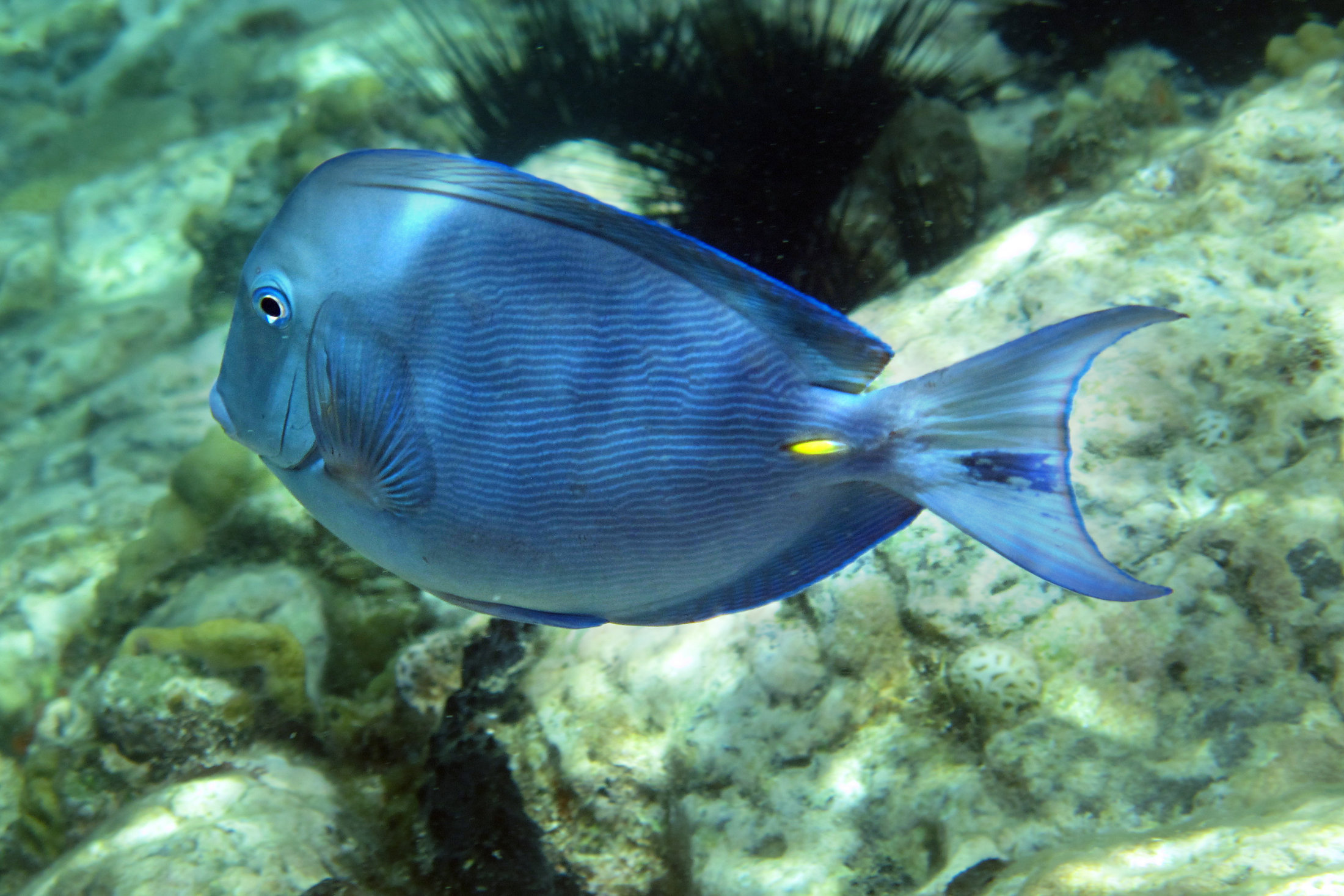 Grenadines Diving